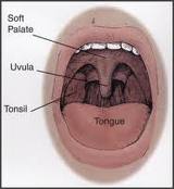 Normal oral cavity